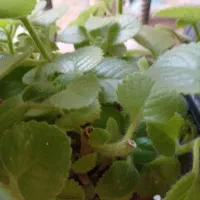 ۴ عدد گل زیبا وسریال کم گزاشتم زود بره|گل و گیاه طبیعی|کرمانشاه, |دیوار