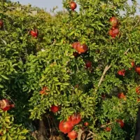 ۵۰۰۰ متر باغ|فروش زمین و ملک کلنگی|جعفرآباد, |دیوار