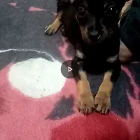 پینچر مینیاتوری