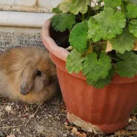 خرگوش لوپ اصیل|موش و خرگوش|مشهد, فارغ التحصیلان|دیوار