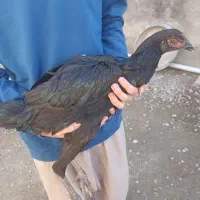 مرغ لاری دم تخم صابونی