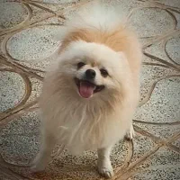 نر پامر پامرانین خرسی|سگ|اصفهان, بهارستان|دیوار