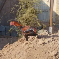 لاری‌های اصیل افغان