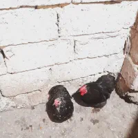 مرغ وخروس سبرایت وکوشین|حیوانات مزرعه|آستانه اشرفیه, |دیوار