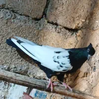 کبوتر آس