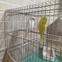 مرغ عشق|پرنده|الیگودرز, |دیوار