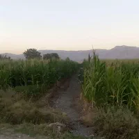 اجاره ۶ و نیم هکتار زمین کشاورزی