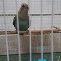 طوطی کوتوله