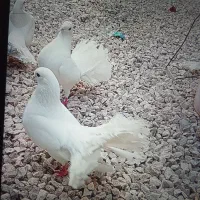 کبوتر|پرنده|گله دار, |دیوار