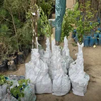 نهال گردوی خوشه ای دیرگل و پربار و زودبازده|خدمات باغبانی و درختکاری|تربت‌حیدریه, رضاشهر|دیوار
