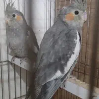 یک جفت عروس هلندی جوان