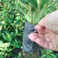 یاس نایلکسی|خدمات باغبانی و درختکاری|کلاچای, |دیوار