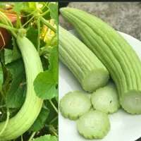 خیار چنبر تازه و ترد خوشمزه