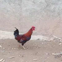 خروس محلی|حراج|خرم‌آباد, |دیوار