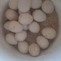 تخم بوقلمون