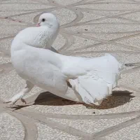 کبوتر دم چتری.کربلائی