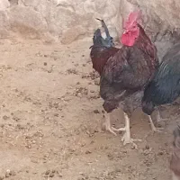 خروس جوان