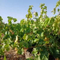 ۱۰۰۰متر باغ سند تک برگ با سهم آب