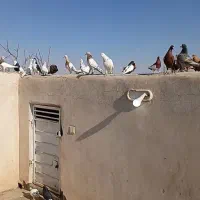 کفتر بار کفتر