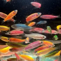 انواع ماهی زینتی|ماهی|مشهد, حسابی جنوبی (شهرک غرب)|دیوار