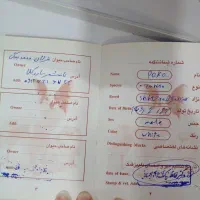 فروش سگ پاکوتا نرنژادشیتزو تریر وسگ ماده نژادشیتزو|سگ|قائم‌شهر, |دیوار