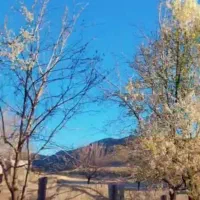 باغ جاده اصلی سپیدار|فروش زمین و ملک کلنگی|سپیدار, |دیوار