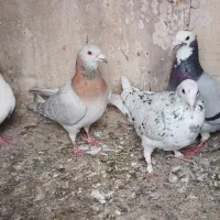 کبوتر،،کفتر،  صید بومب بلند