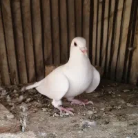 کبوتر پلاکی ماده|پرنده|کازرون, |دیوار