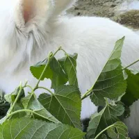 خرگوش پشمالو|موش و خرگوش|سراوان, |دیوار