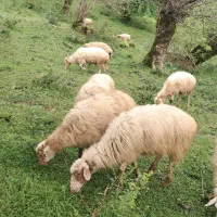 گوسفند جوان چاق و چله حدود ۴۰کیلویی همراه با قصاب