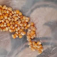 ذرت پفیلا مخصوص کبوتر و مرع و خروس