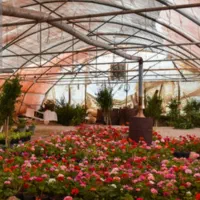 خاک سیاه و جوی میمی، ماسه باغچه ، کود کهنه گاوی