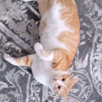 گربه گمشده