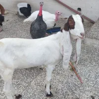 بز پاکستانی