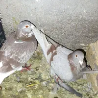 کبوتر پلاکی|پرنده|شال, |دیوار