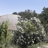 اجاره گلخانه ۲۳۰۰ متری