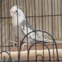 عروس هلندی آلبینو نر