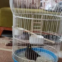 مرغ مینا همراه با قفس|پرنده|شیراز, کوشک میدان|دیوار