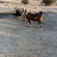 میش با بز|حیوانات مزرعه|خورموج, |دیوار