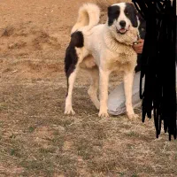 واگذاری سگ سرابی