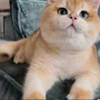 جفتگیری|گربه|کرمان, |دیوار