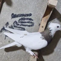 طوق قهوای ماده مچ پربندی