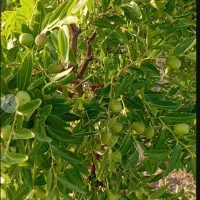 باغ فروشی کلاته ملک