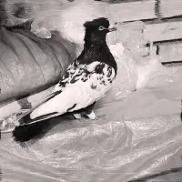 سینه سیاه