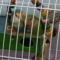 طوطی برزیلی|پرنده|شوش, |دیوار