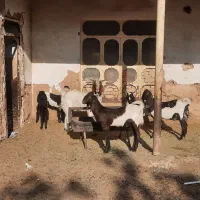 چند عدد بز و کهره پاکستانی