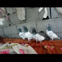 کبوتر فکیر گل|پرنده|چابهار, |دیوار