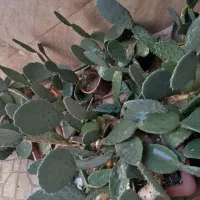 کاکتوس|گل و گیاه طبیعی|تهران, طیب|دیوار