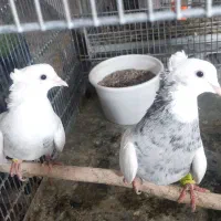 طوقی ۷رنگ|پرنده|بافق, |دیوار