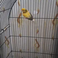 قناری نر مست قور چهه